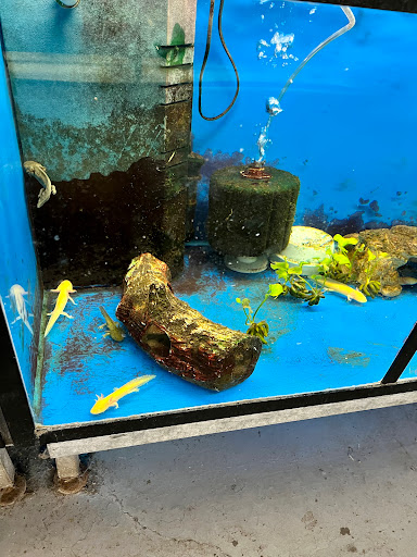 Pet Store «Sierra Fish and Pets», reviews and photos, 601 S Grady Way Suite M, Renton, WA 98057, USA