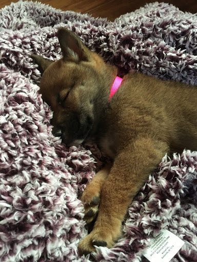 Pet Store «Petland Topeka», reviews and photos, 1801 SW Wanamaker Rd, Topeka, KS 66614, USA