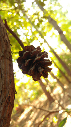 National Park «Greenbelt Park», reviews and photos, 6565 Greenbelt Rd, Greenbelt, MD 20770, USA