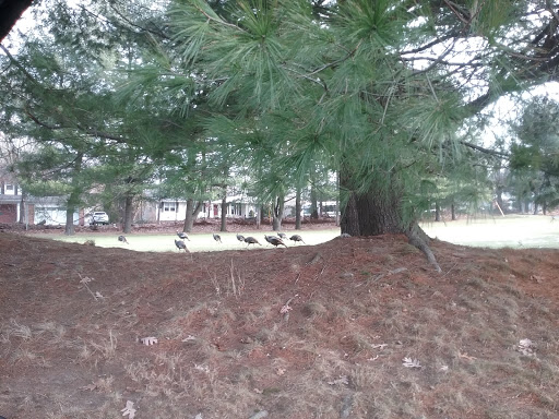 Golf Club «Louisquisset Golf Club», reviews and photos, 1 Overlook Pkwy, North Providence, RI 02904, USA