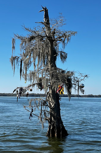 Tourist Attraction «Premier Boat Tours», reviews and photos, 100 Alexander St, Mt Dora, FL 32757, USA