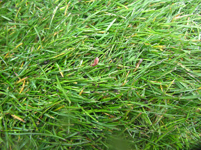 Comments and reviews of Ambrose Turf & Soil