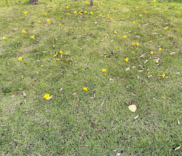 Surasak Montri Public Park photo