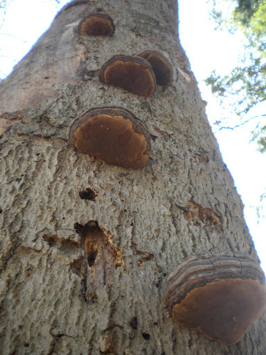 Nature Preserve «Bergen Swamp Preservation Society», reviews and photos, 6646 Hessenthaler Rd, Byron, NY 14422, USA