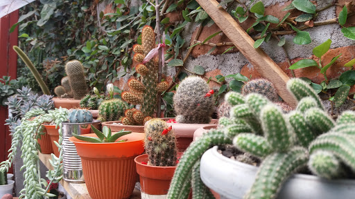 Mazceto: Cactus y Plantas Exóticas