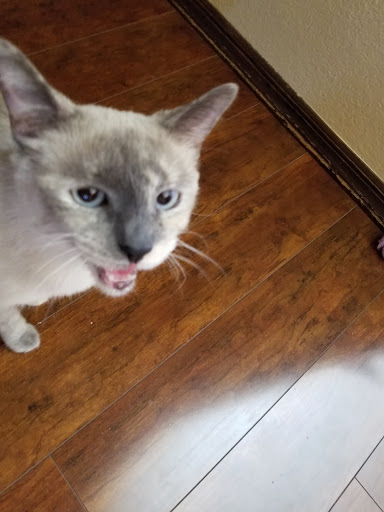 Pet Supply Store «PetSmart», reviews and photos, 2840 W Chandler Blvd, Chandler, AZ 85224, USA