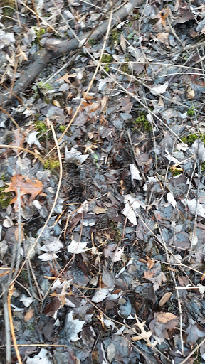 Nature Preserve «Mud Lake Bog Nature Preserve», reviews and photos, 905 E Elm Valley Rd, Buchanan, MI 49107, USA