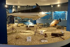 Oceanographic Museum "Prof. Eliezer C. Rios" image