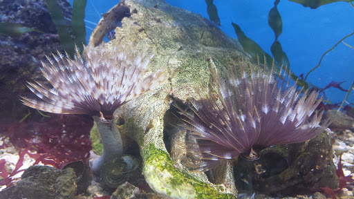 Pet Store «Species Pet Supply», reviews and photos, 1935 W Brandon Blvd, Brandon, FL 33511, USA