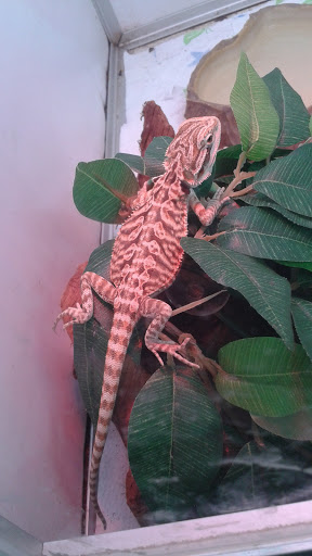 Pet Supply Store «Pet Club Hayward», reviews and photos, 27451 Hesperian Blvd, Hayward, CA 94545, USA