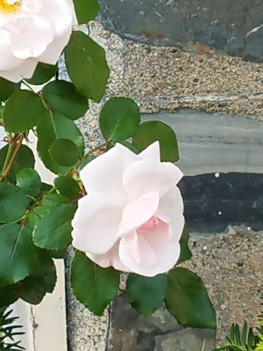 Park «Danehy Park», reviews and photos, 99 Sherman St, Cambridge, MA 02138, USA