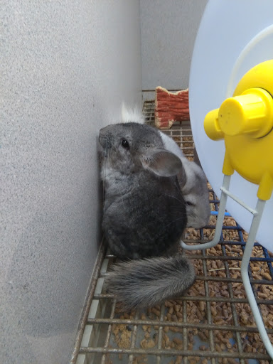 Pet Store «Fish Bowl», reviews and photos, 2117 E Race Ave, Searcy, AR 72143, USA