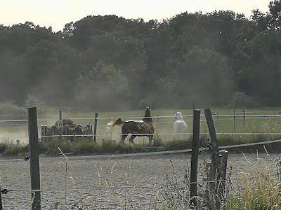 Ecurie du grand bois à Fontenilles