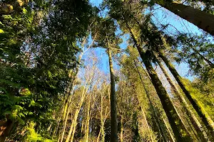 Parque Florestal de Vila Pouca de Aguiar image