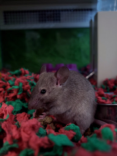 Pet Supply Store «PetSmart», reviews and photos, 3033 NY-50, Saratoga Springs, NY 12866, USA