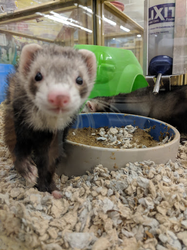 Pet Supply Store «Pet Supermarket, Inc.», reviews and photos, 598 N McCarran Blvd, Sparks, NV 89431, USA