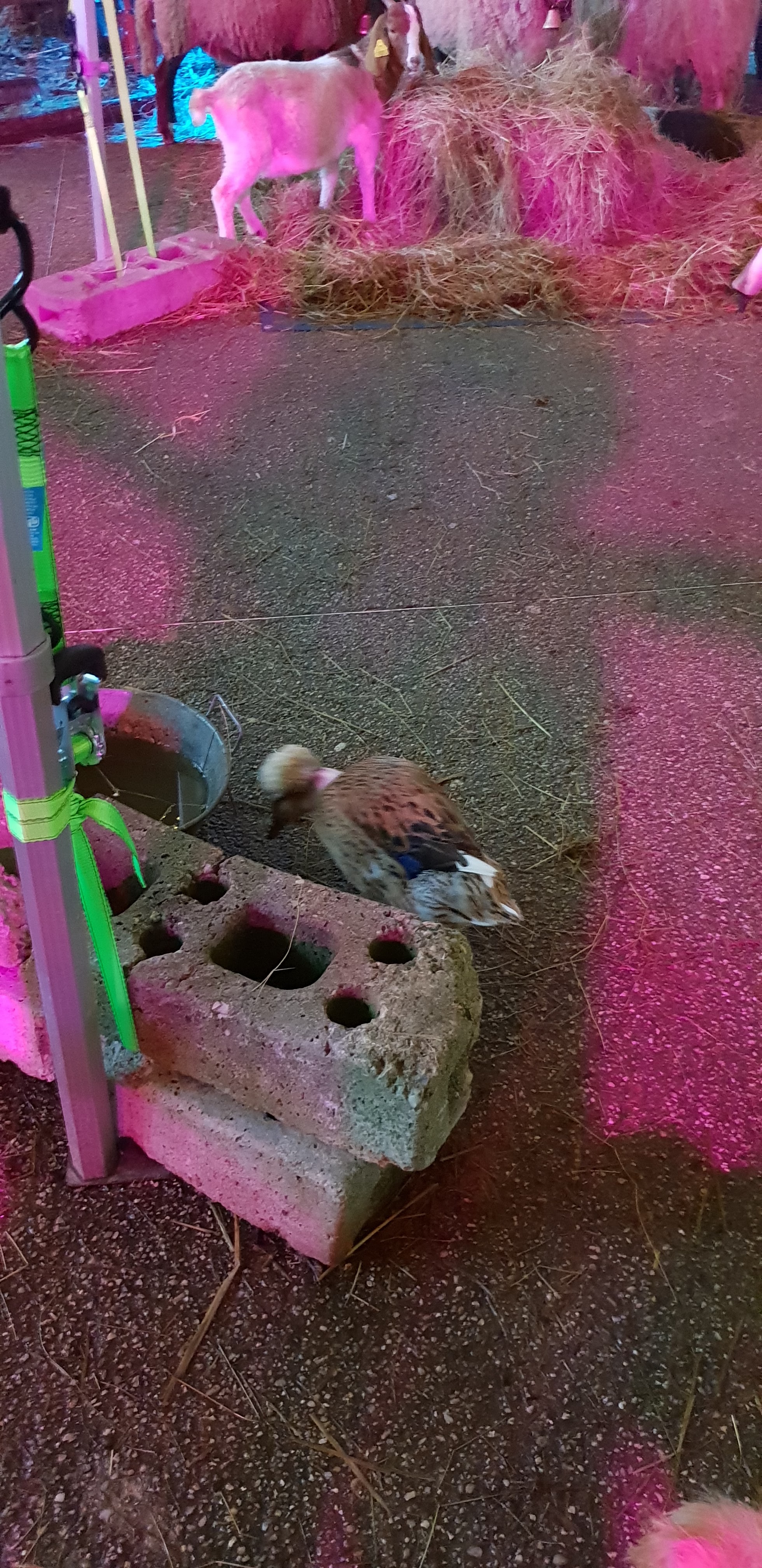 Photo n° 4 de l'avis de Olivier.e fait le 26/05/2019 à 12:24