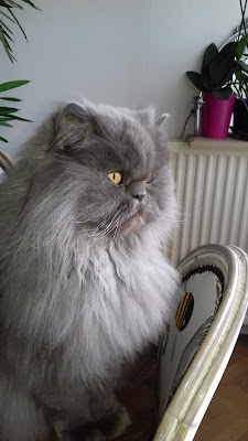 S.c.i. les Petits Felins à Juvisy-sur-Orge