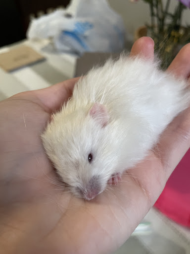 Pet Supply Store «Petco Animal Supplies», reviews and photos, 1624 Governors Square Blvd, Tallahassee, FL 32301, USA