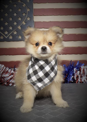 Pet Store «Pet Planet», reviews and photos, 11968 S Redwood Rd, Riverton, UT 84065, USA