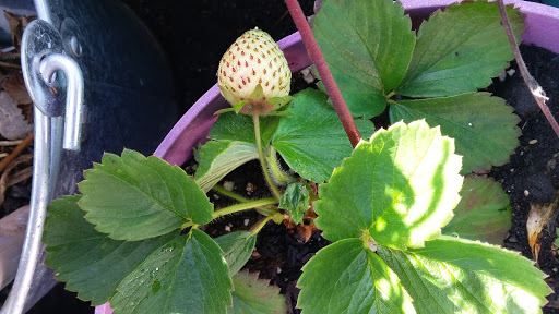 Book Store «Pipe & Thimble Bookstore», reviews and photos, 24830 Narbonne Ave, Lomita, CA 90717, USA