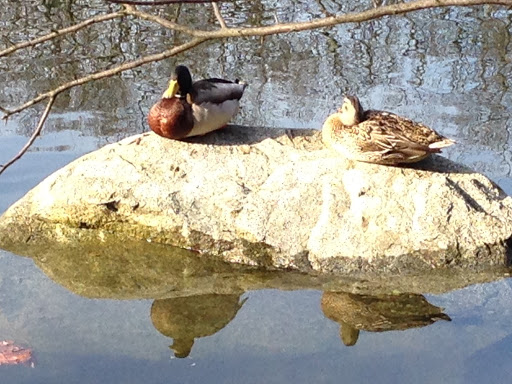 Park «Town of Arlington Menotomy Rocks Park», reviews and photos, 129 Jason St, Arlington, MA 02476, USA