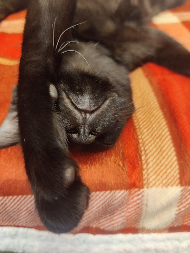 Pet Store «Wilmette Pet Center LLC», reviews and photos, 625 Green Bay Rd, Wilmette, IL 60091, USA