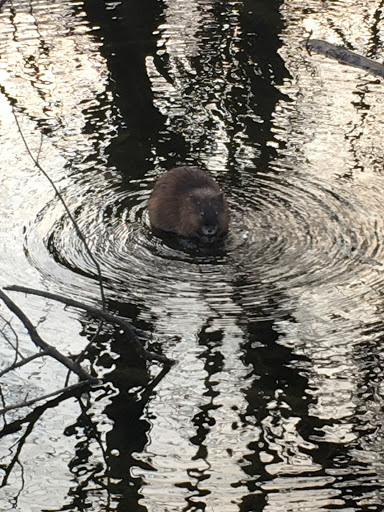 Nature Preserve «Benjamin Olewine III Nature Center», reviews and photos, 100 Wildwood Way, Harrisburg, PA 17110, USA