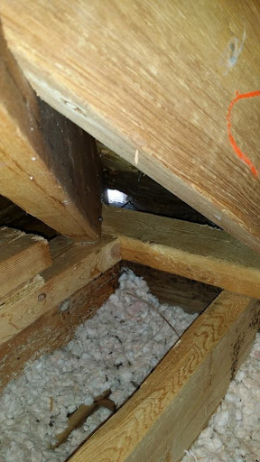 Animal Control Service «Xceptional Wildlife Removal», reviews and photos