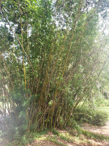 Museum «Henry B. Plant Museum», reviews and photos, 401 W Kennedy Blvd, Tampa, FL 33606, USA