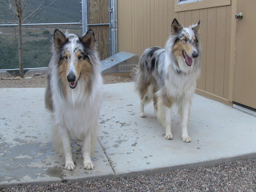 Pet Boarding Service «Bed & Biscuit Pet Resort», reviews and photos, 5525 AZ-69, Mayer, AZ 86333, USA