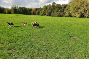 Hundewiese im Beethoven Park image