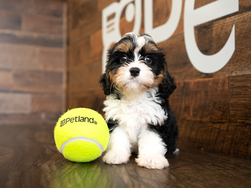 Pet Store «Petland Pembroke Pines», reviews and photos, 356 N University Dr, Pembroke Pines, FL 33024, USA