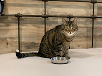 Selene's PawPals - Photo 4 - Car repair in , Hayward