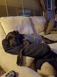 Critters Sitters Pet Sitting - Photo 4 - Car repair in , Winter Haven