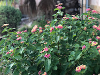 Tree To Tree - Landscapes - Photo 6 - Car repair in , College Station