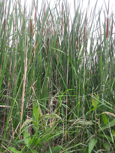 Golf Course «Harvard Gulch Golf Course», reviews and photos, 660 E Iliff Ave, Denver, CO 80210, USA