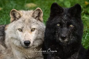 Haliburton Forest Wolf Centre image
