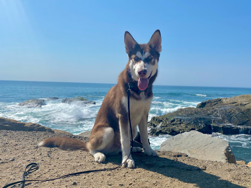 OffLeash SoCal Dog Training