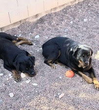 The Pet Nanny In-Home Pet Sitters, LLC - Photo 3 - Car repair in , Tucson