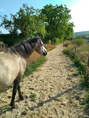 Les Poneys Plume à Joncy