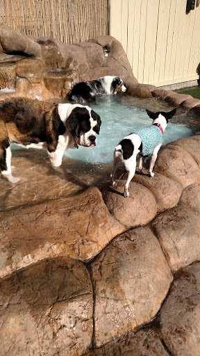 Camp Run-A-Mutt San Marcos