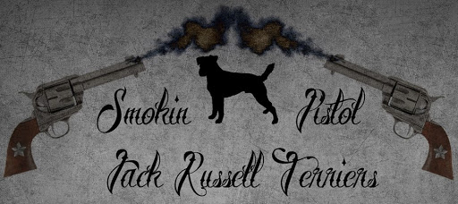 Smokin Pistol Jack Russell Terriers