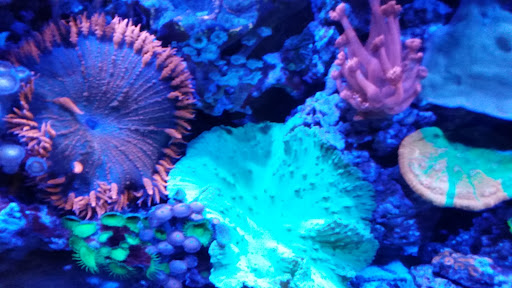 Tropical Fish Store «Aquatic Evolution LLC», reviews and photos, 23 1330 W, Orem, UT 84057, USA