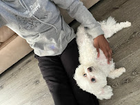 Those Dog Gone Sisters - Photo 6 - Car repair in , Vallejo