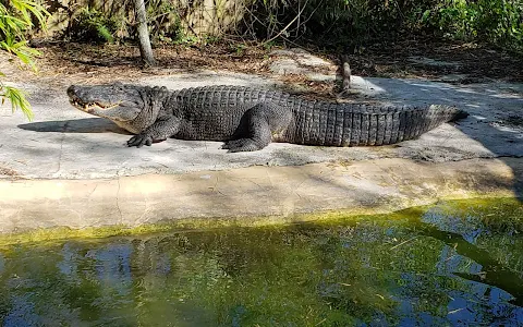 Croc Encounters image