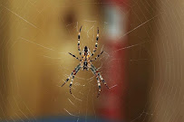 Bugs 2 Rest Pest Control - Photo 6 - Car repair in , Sacramento