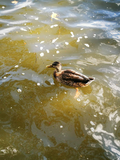 State Park «Hook Mountain State Park», reviews and photos, N Rte 9W, Nyack, NY 10960, USA