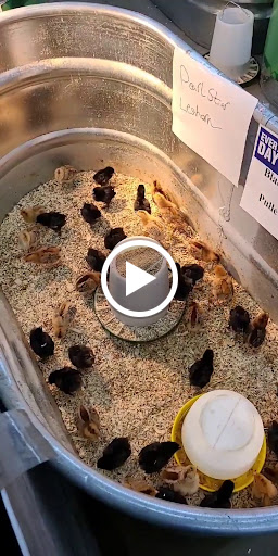 Department Store «Rural King», reviews and photos, 127 S Memorial Dr, New Castle, IN 47362, USA