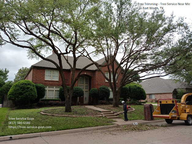 Tree Removal Fort Worth